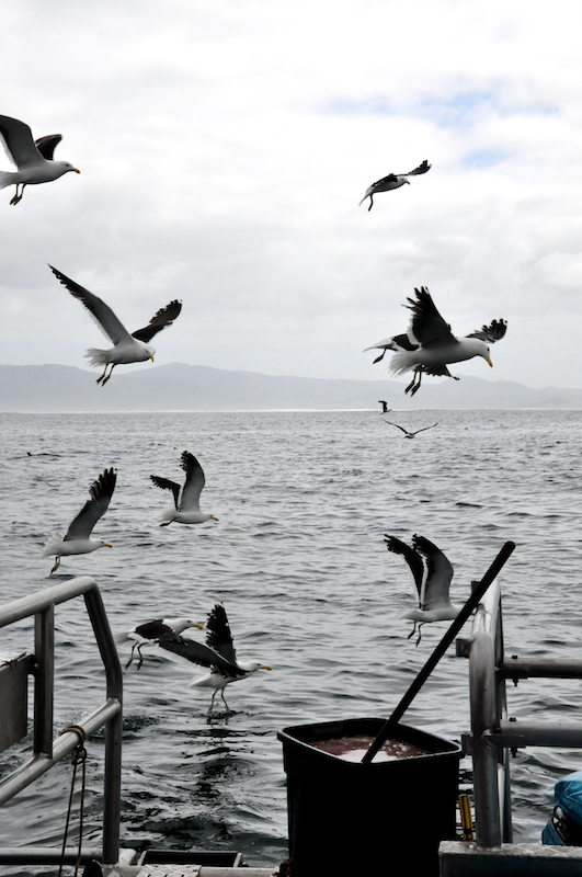 Melanie Heinrich Travel images Capetown -Shark diving Africa